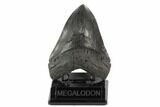 Fossil Megalodon Tooth - Georgia #121158-1